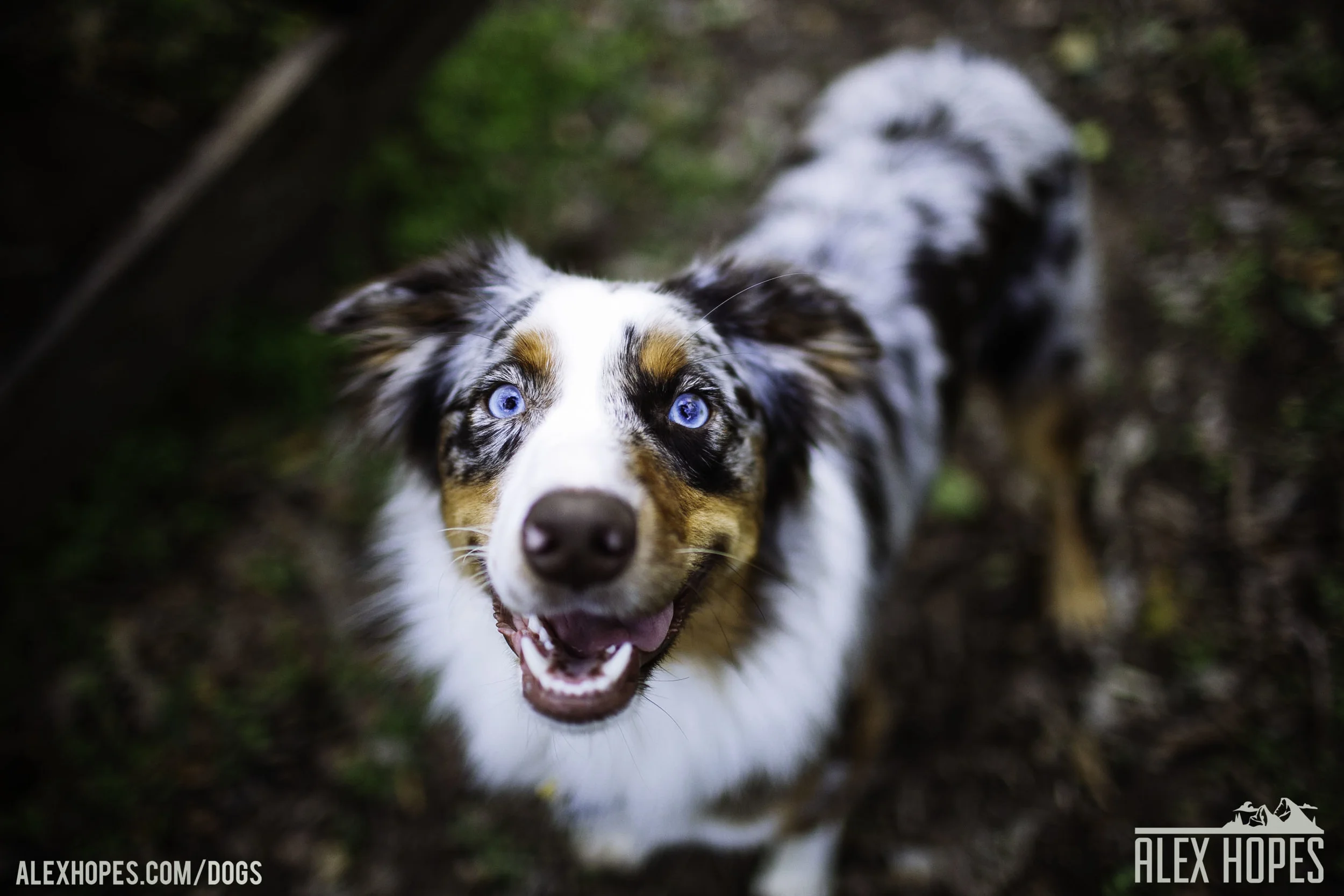 Dogs-20.jpg
