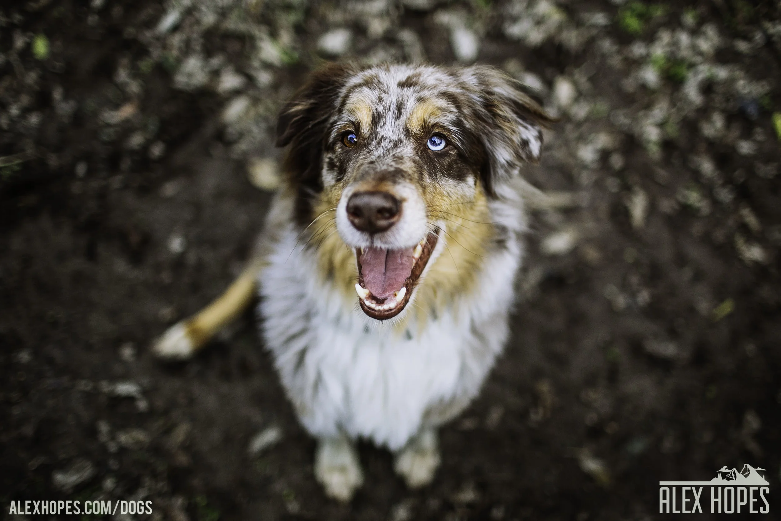 Dogs-25.jpg