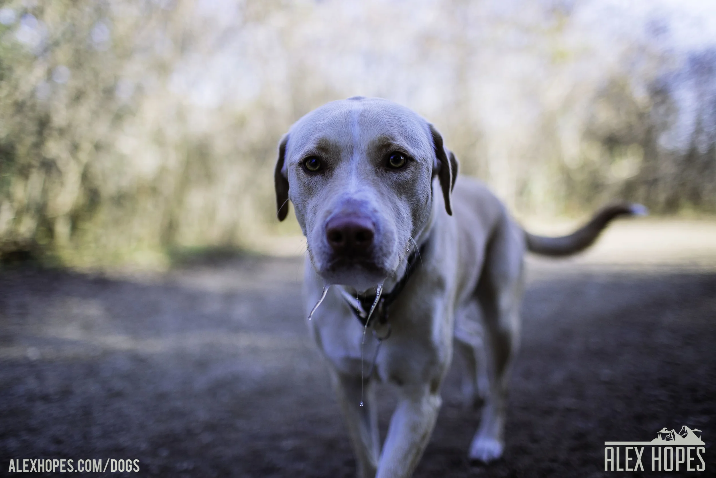 Dogs-29.jpg