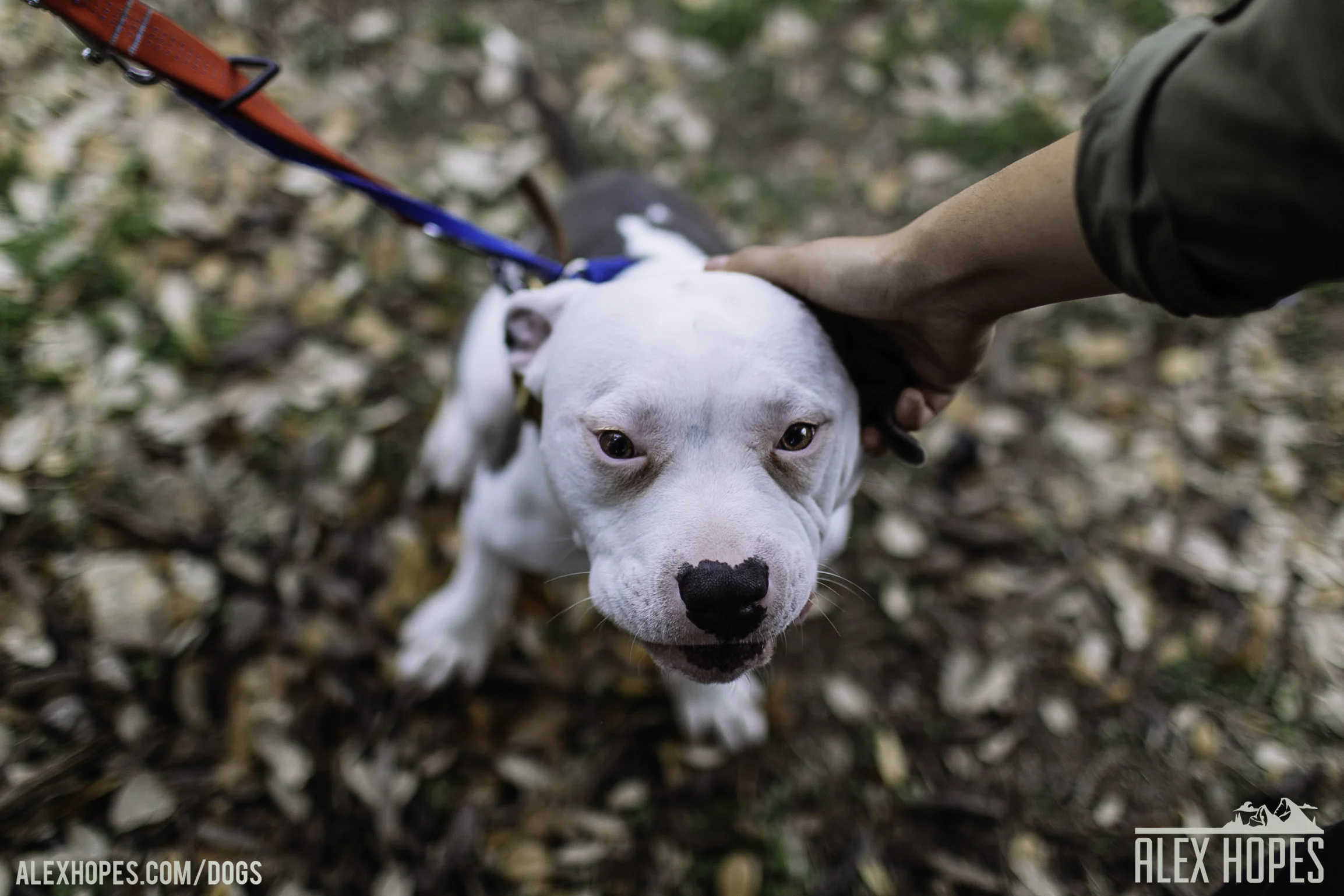 Dogs-93.jpg