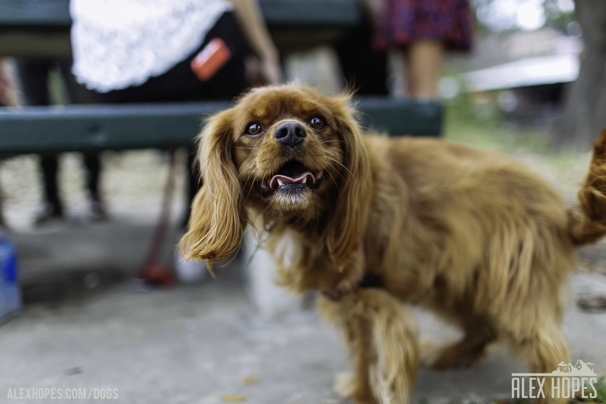 Dogs-94.jpg