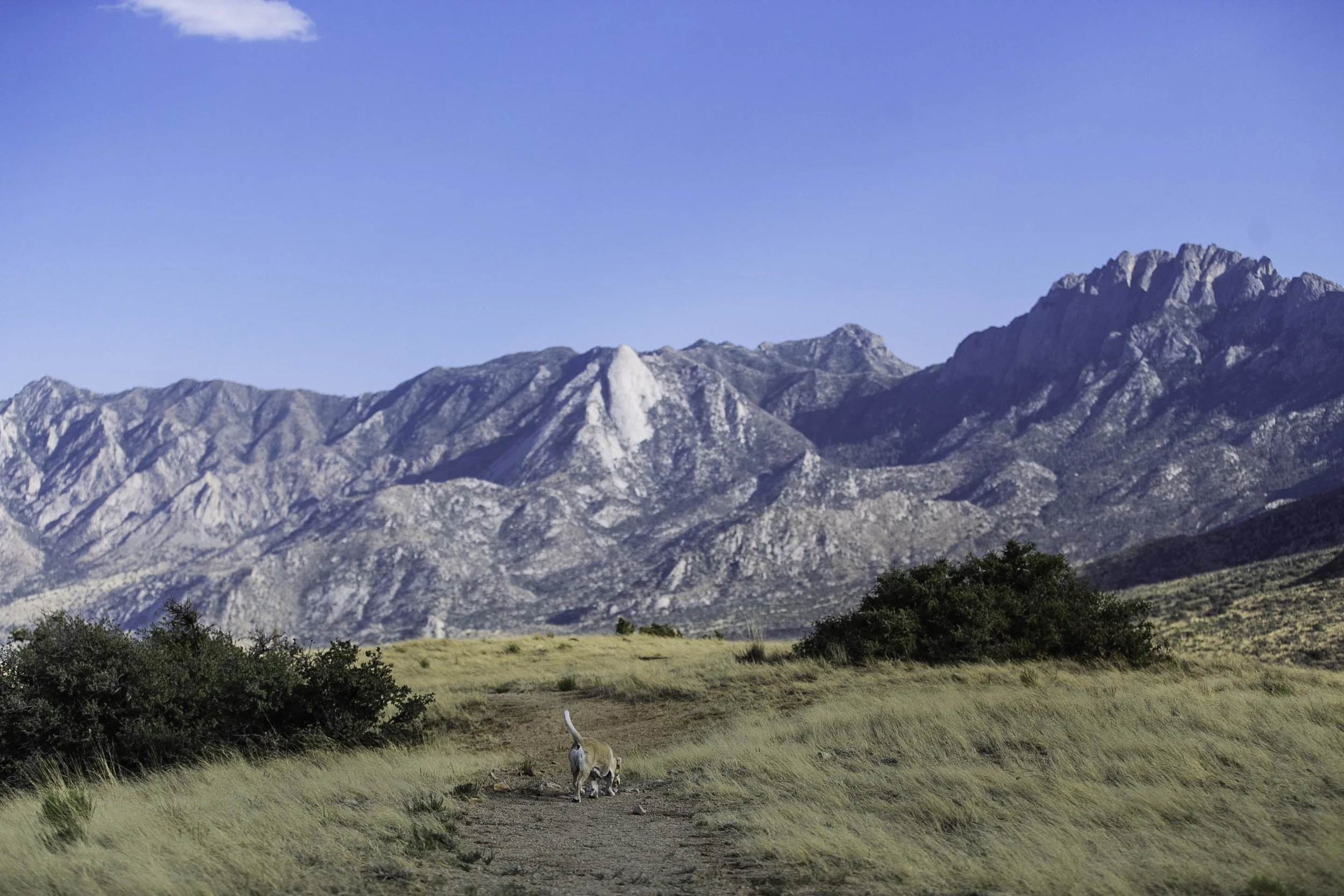 tx to big sur web-7.jpg