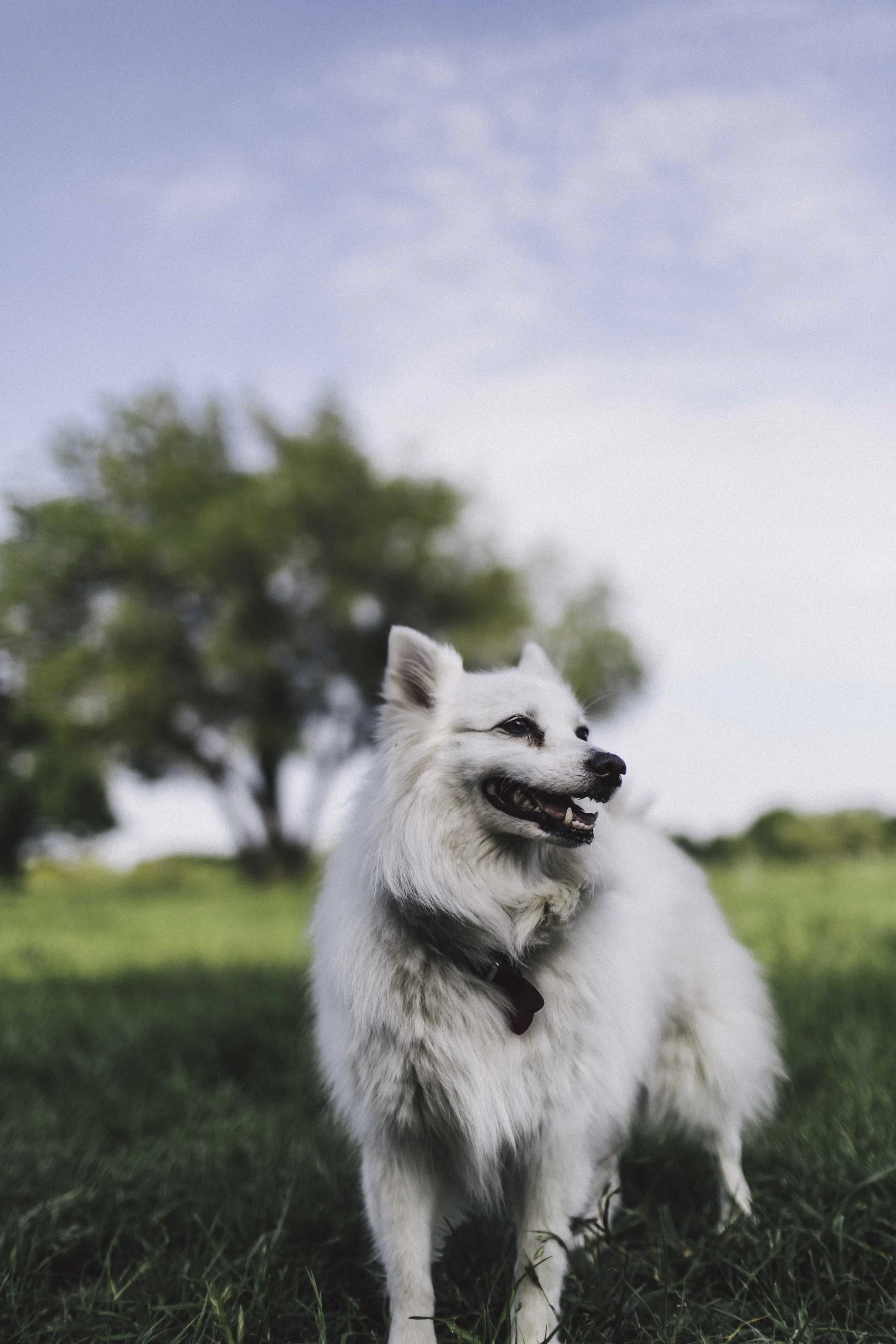 Cool Dog OTD-46.jpg