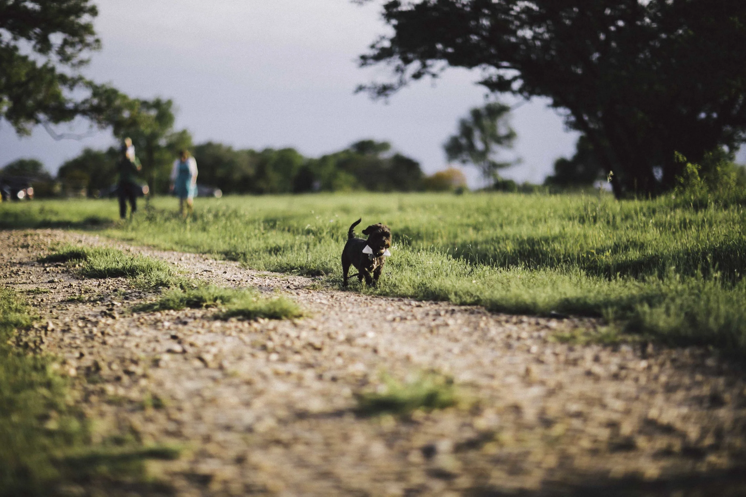 Cool Dog OTD-74.jpg