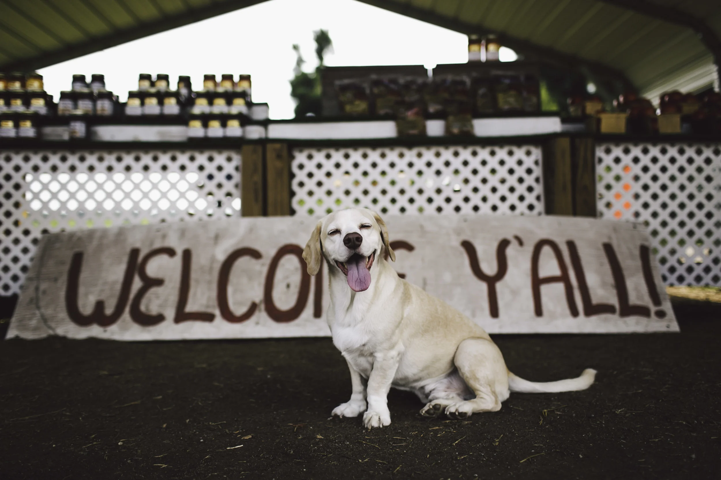 We grabbed a couple of peaches at a peach stand in Georgia. Sid was impressed.