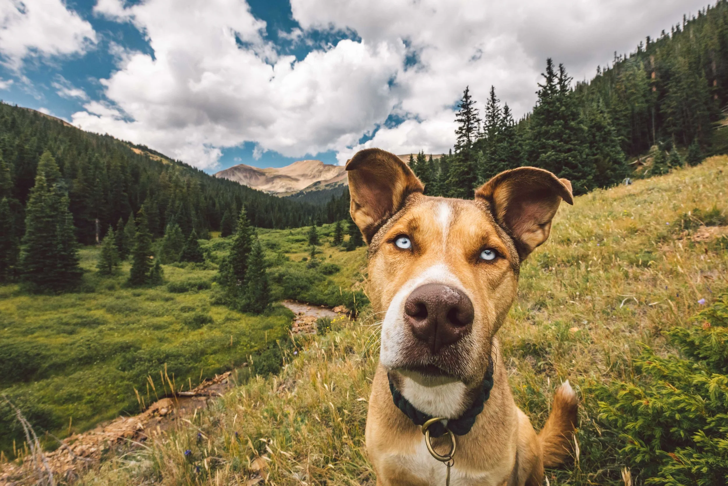 Herman Gulch Web Friendly-23.jpg