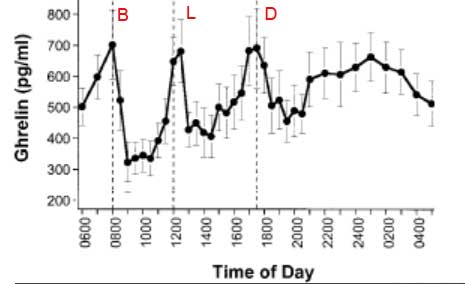 Ghrelin levels rise over the few hours preceding a meal and spike right before it to let you know it is time to eat.