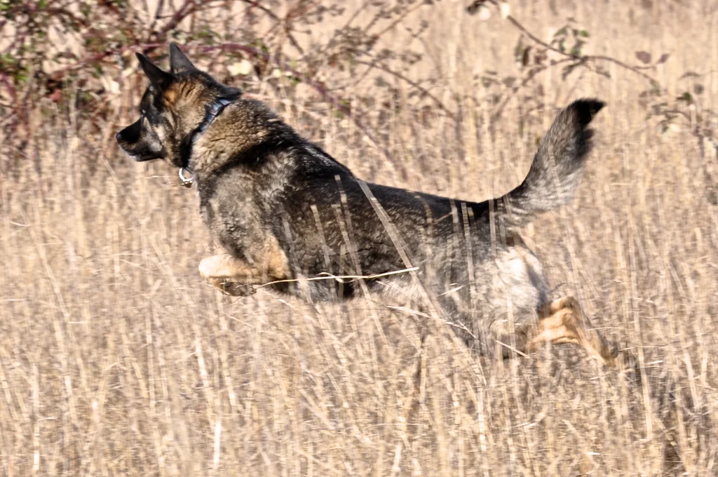 Tika, Lover of the Wild