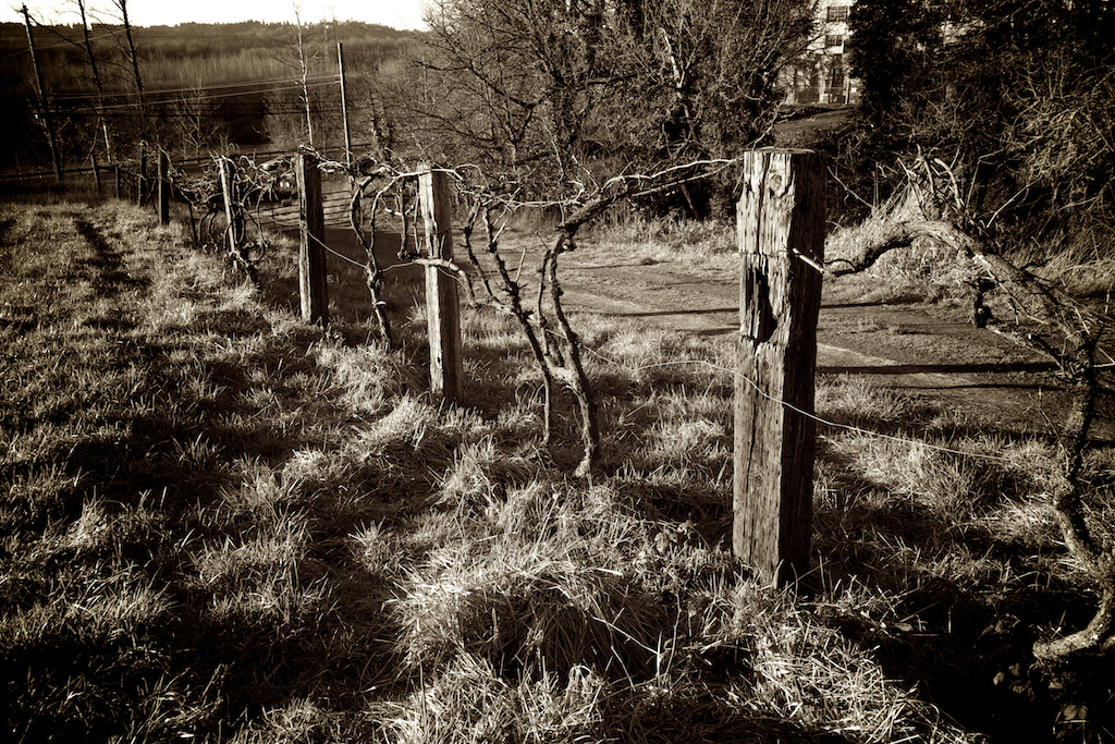  Vintage Road - Walking the path of yesterday, wooden posts and abandoned grapevines hold vigil waiting for us to see the sacred. 