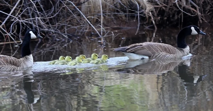 goslings April 25 web.jpg