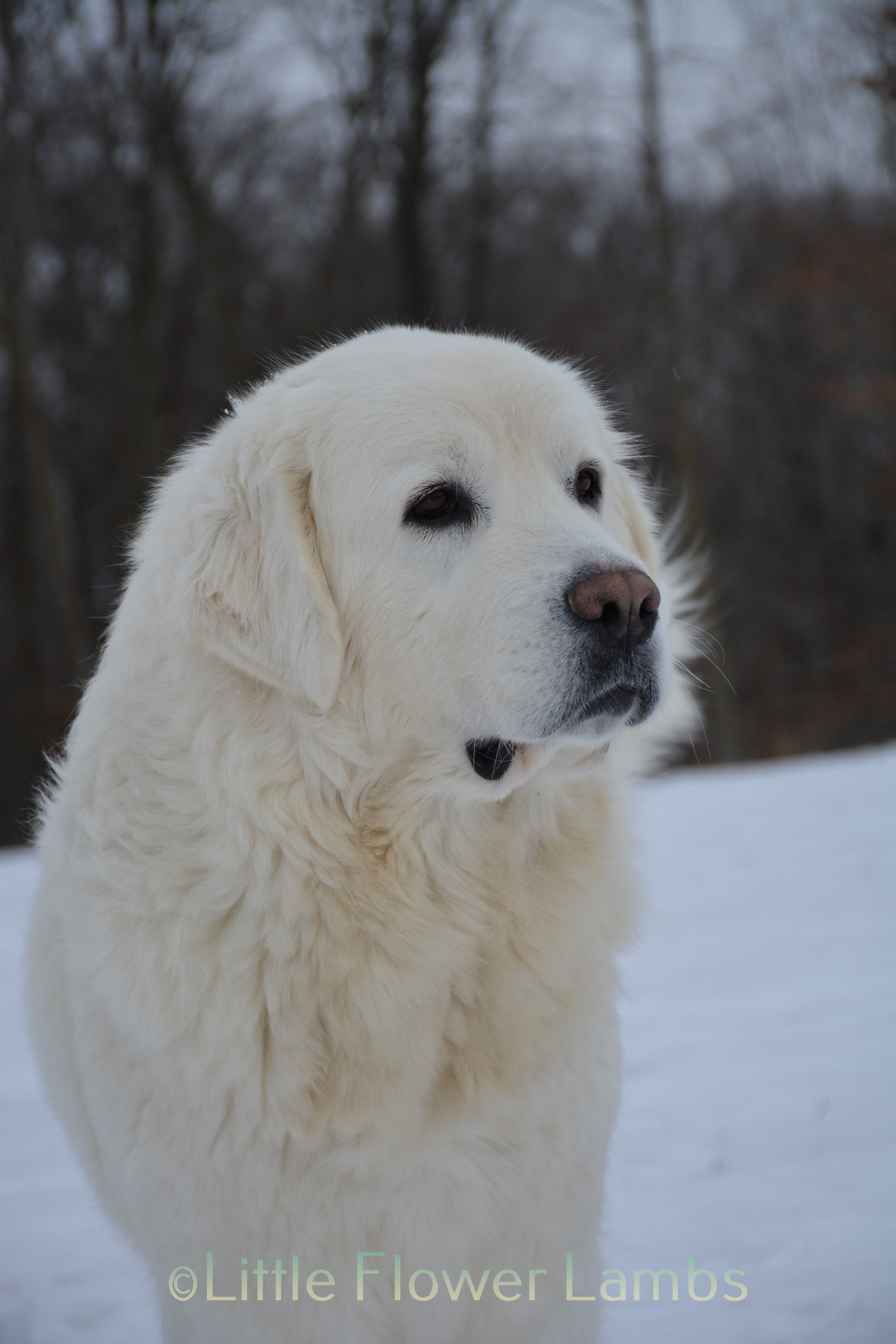 DSC_0370.jpg
