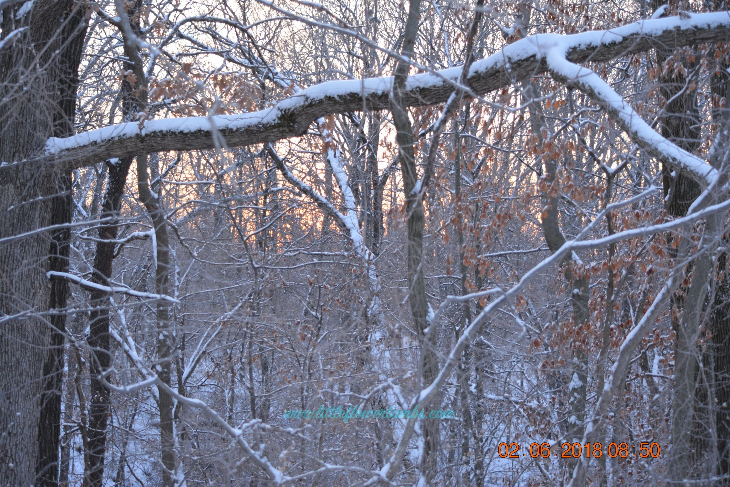 DSC_0038 2.jpg