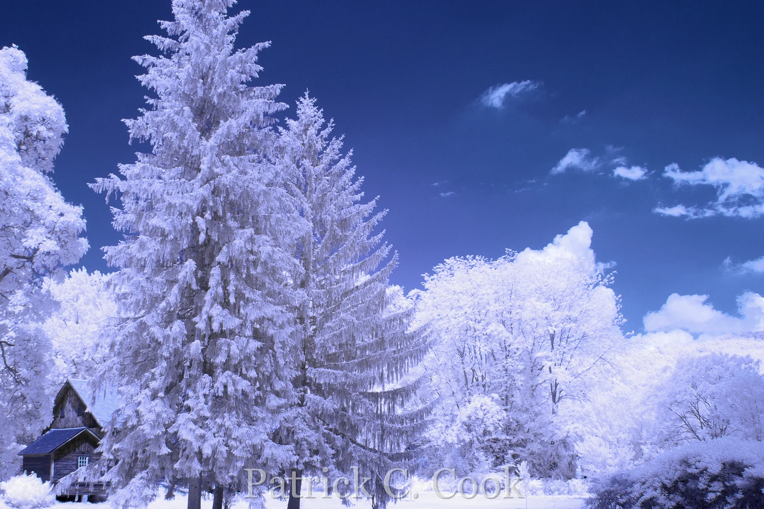 IR7_0796_PS_PatrickCook.jpg