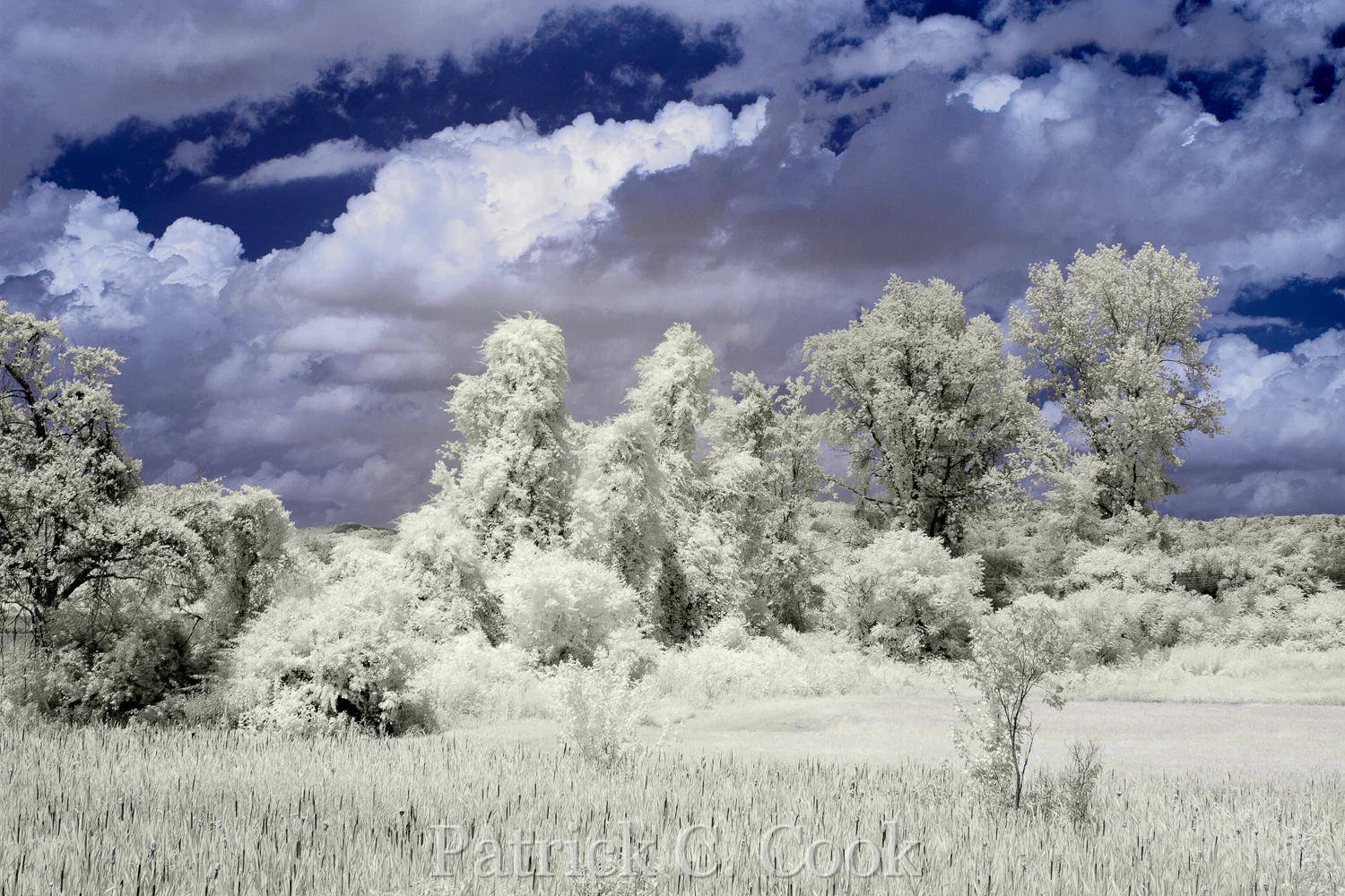 IR7_0800_PS_PatrickCook.jpg