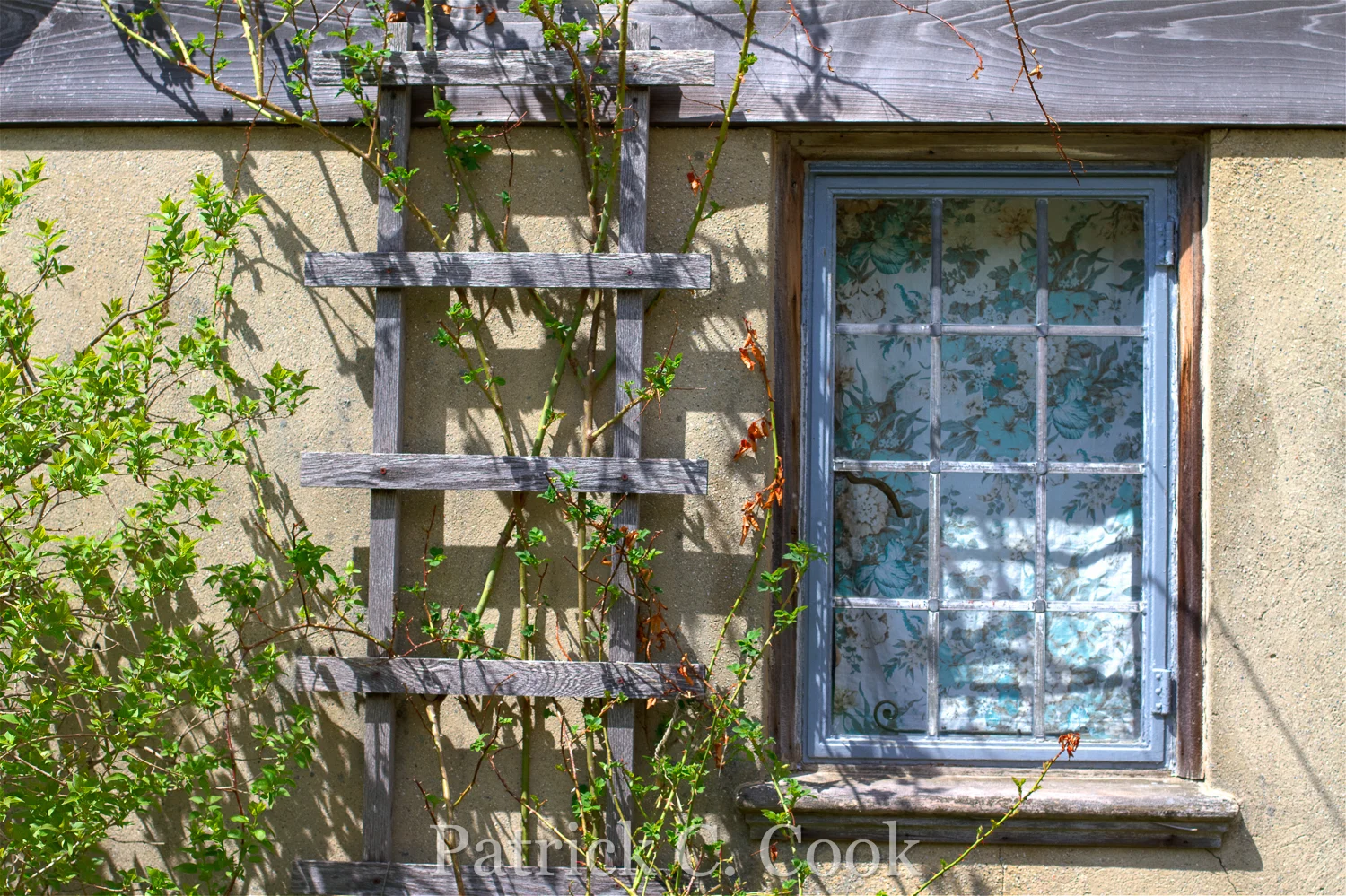 HDR_4841_PatrickCook.jpg