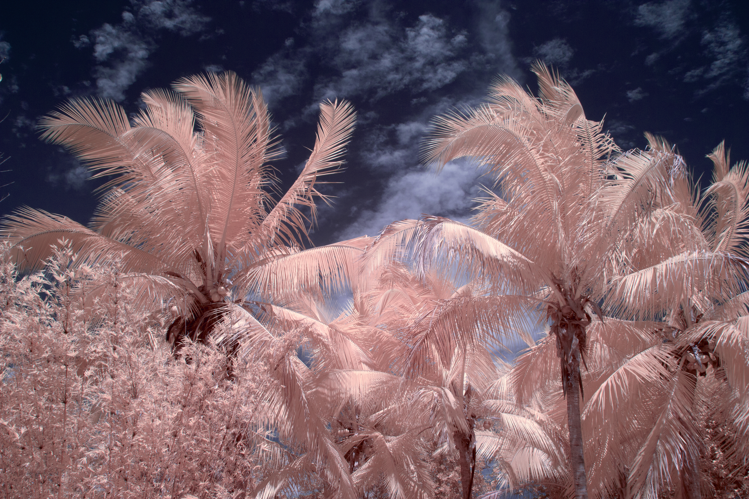 Infrared Pink Paradise by Patrick C. Cook