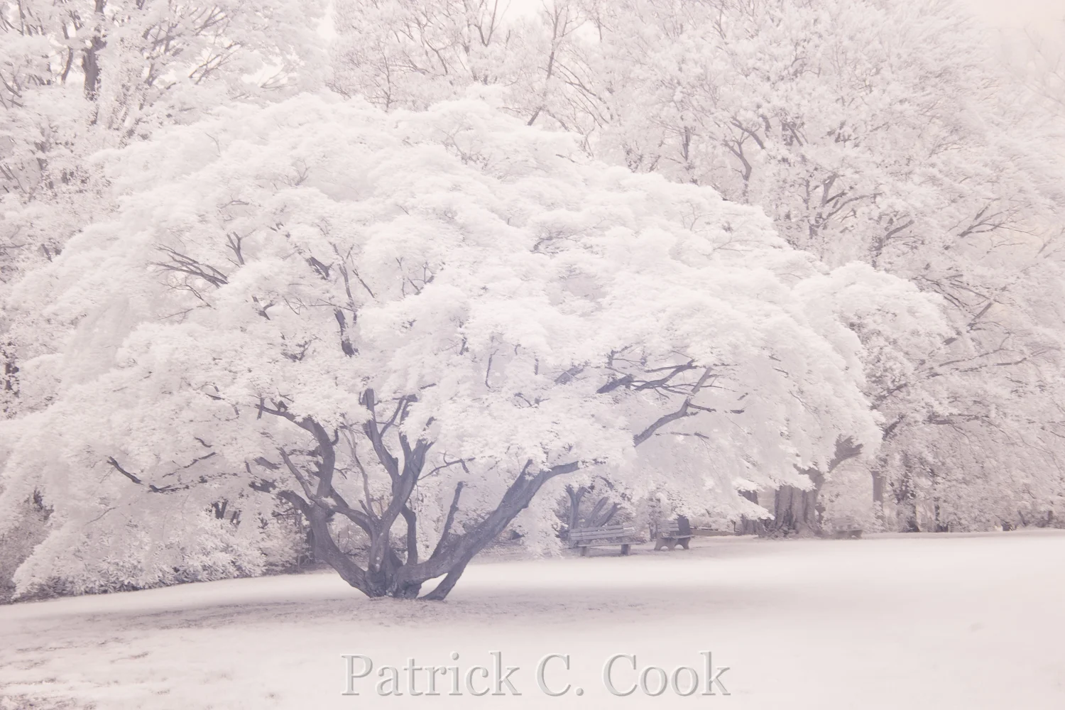 My very first digital infrared photo.