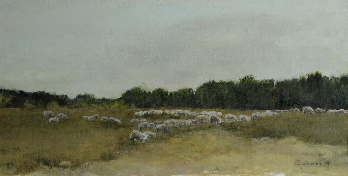 Sheep in Dutch meadow 