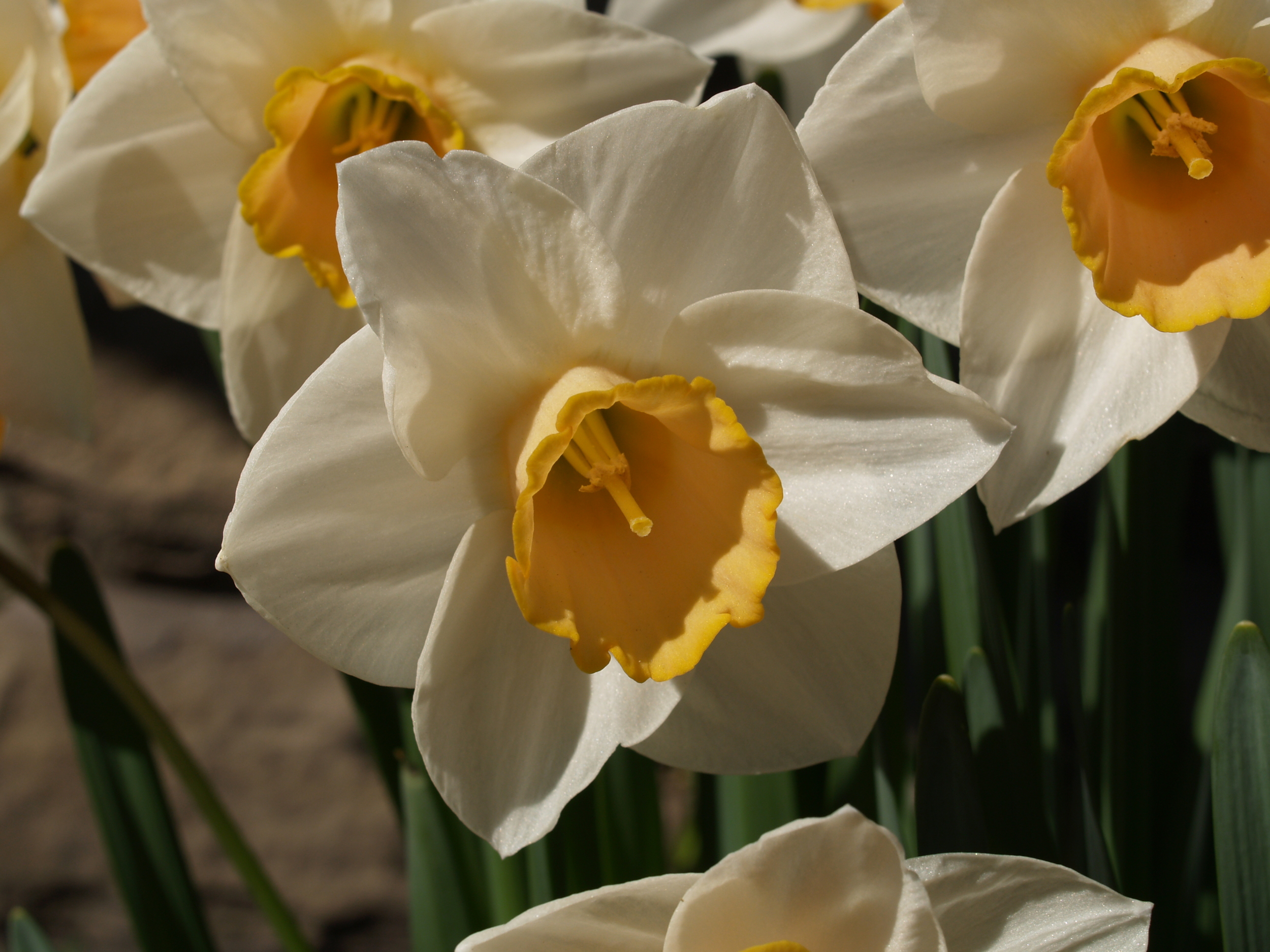  © Copyright Wayne Crossley - waynecrossley.photography  All rights reserved 