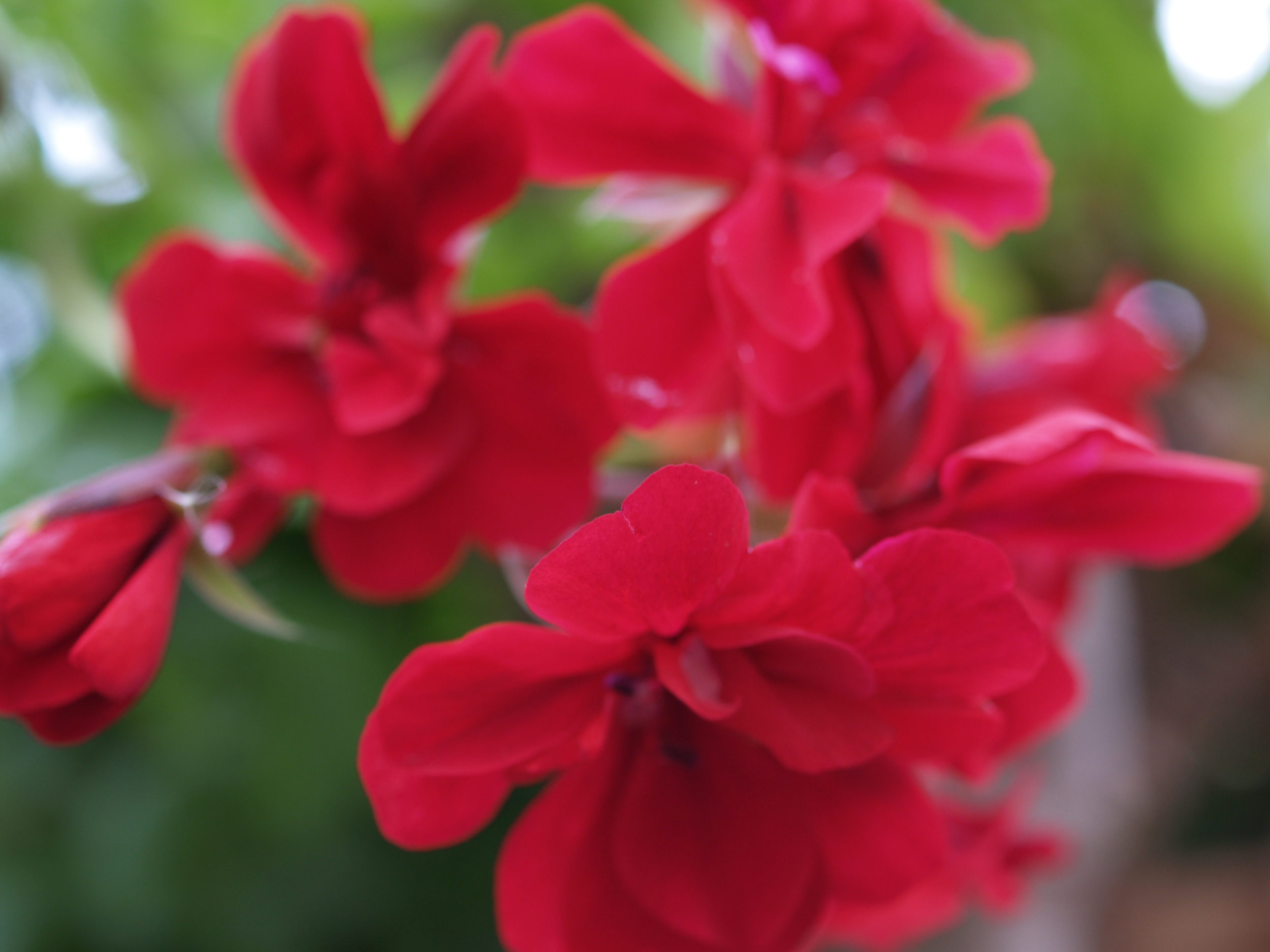  © Copyright Wayne Crossley - waynecrossley.photography  All rights reserved 