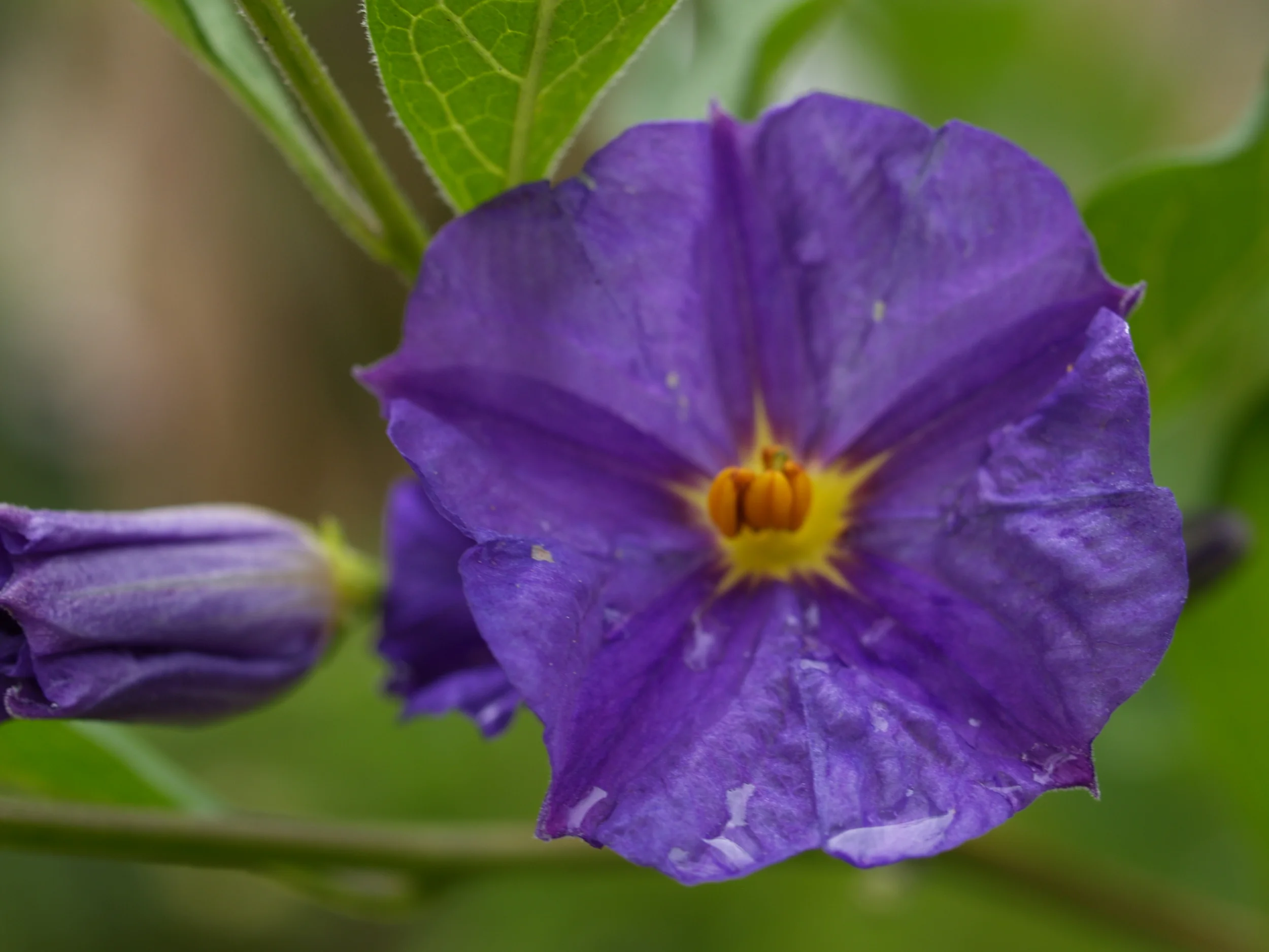  © Copyright Wayne Crossley - waynecrossley.photography  All rights reserved 