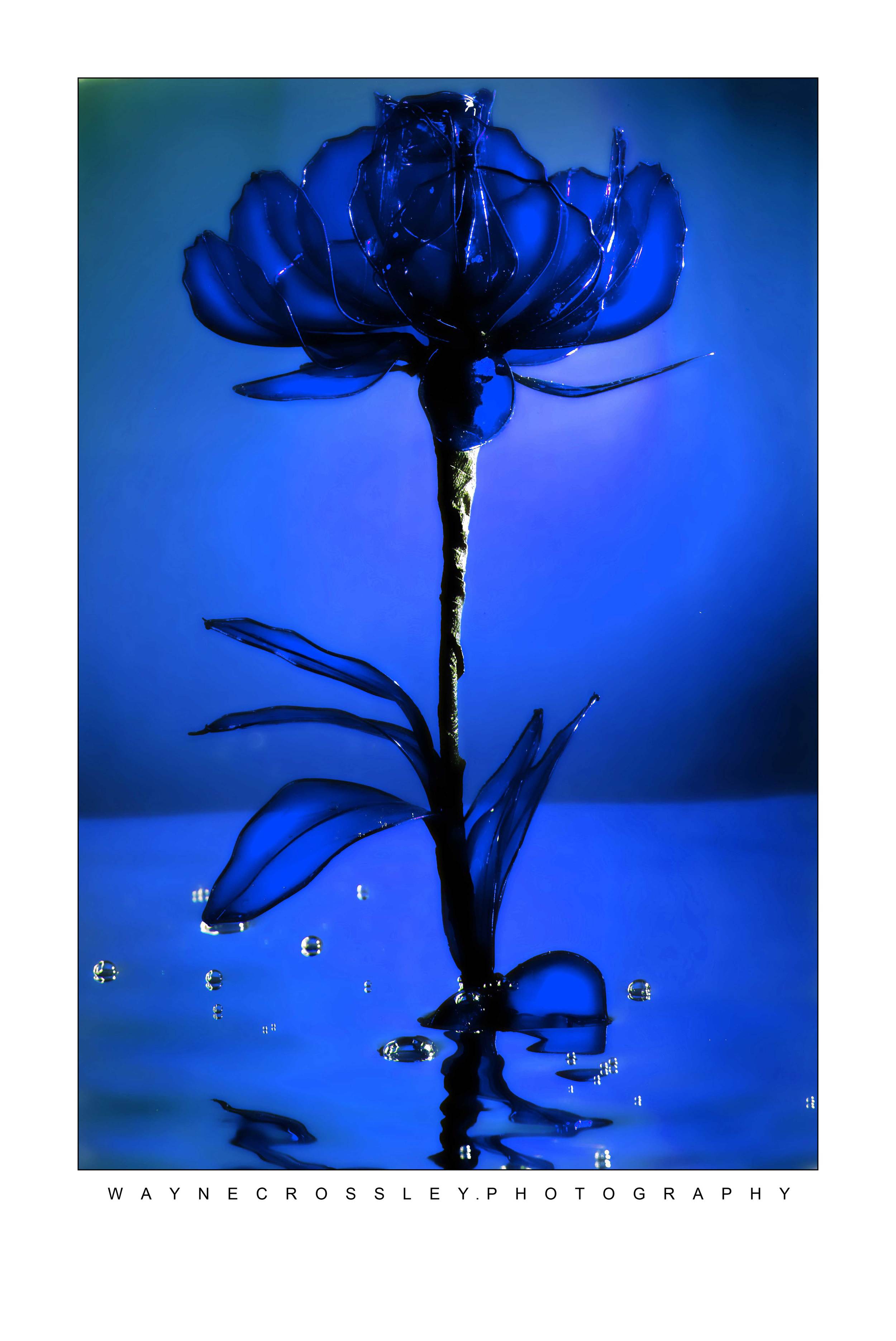 BlueRosefull-web.jpg