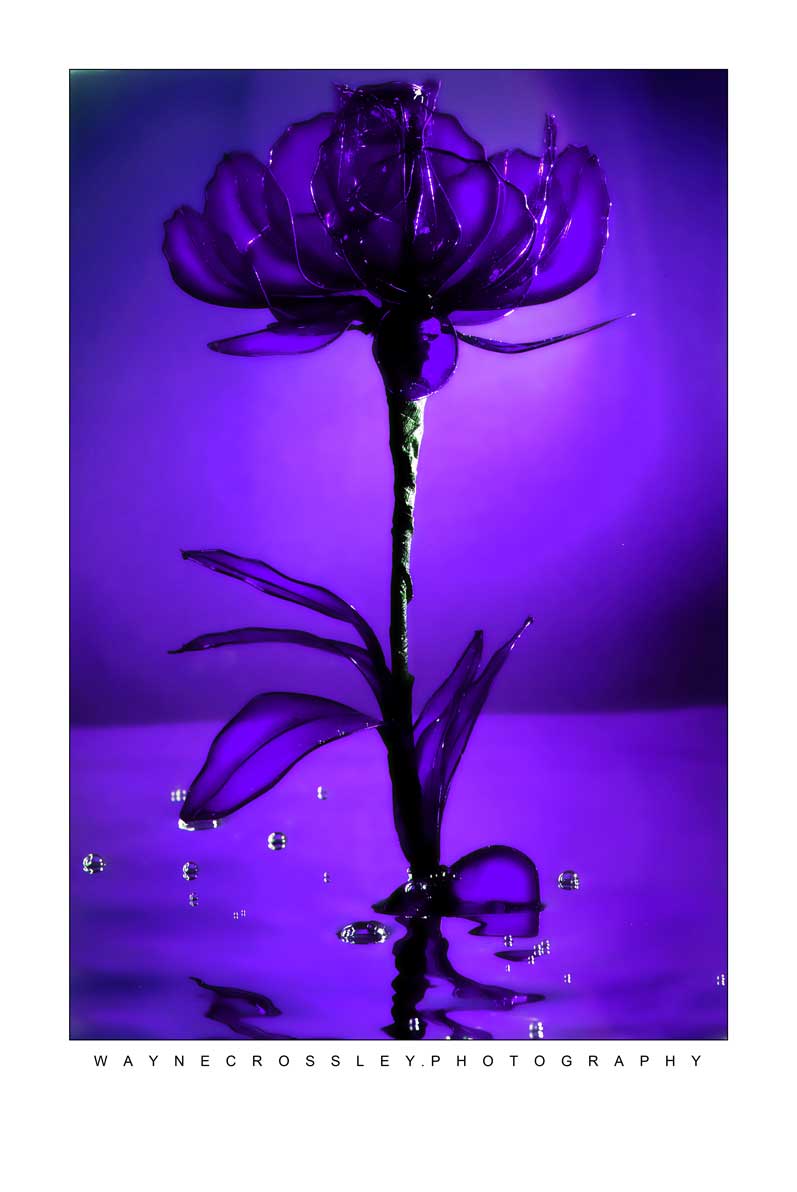 PurpleRosefull-web.jpg