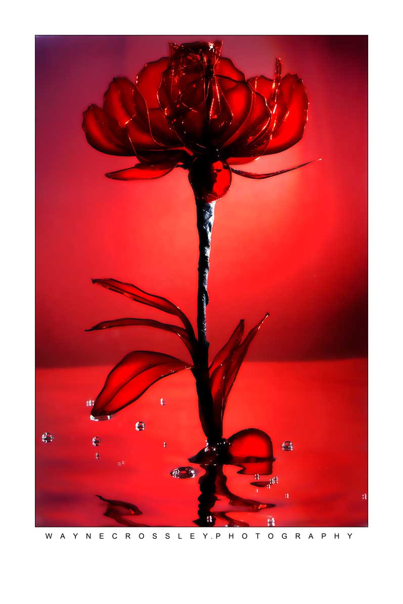 RedRosefull-web.jpg