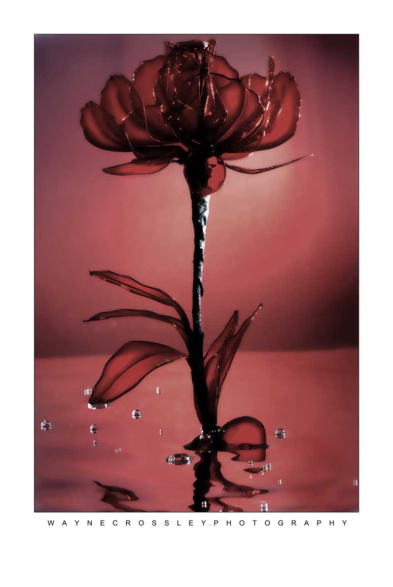 RedRoseSepia-web.jpg