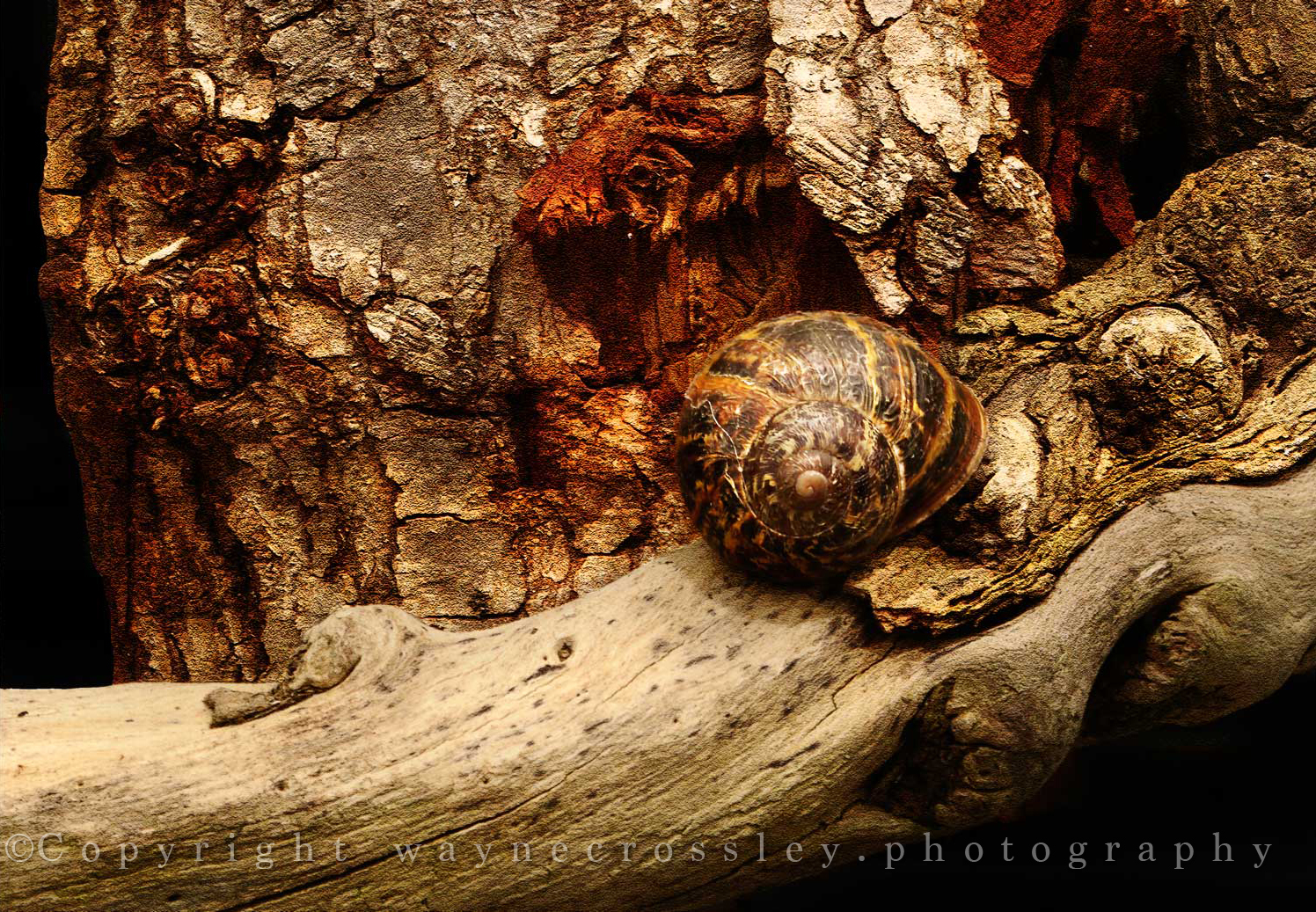 SnailOnWoodWeb.jpg