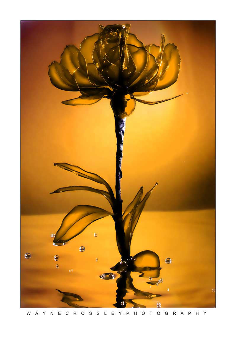 YellowRosefull-web.jpg