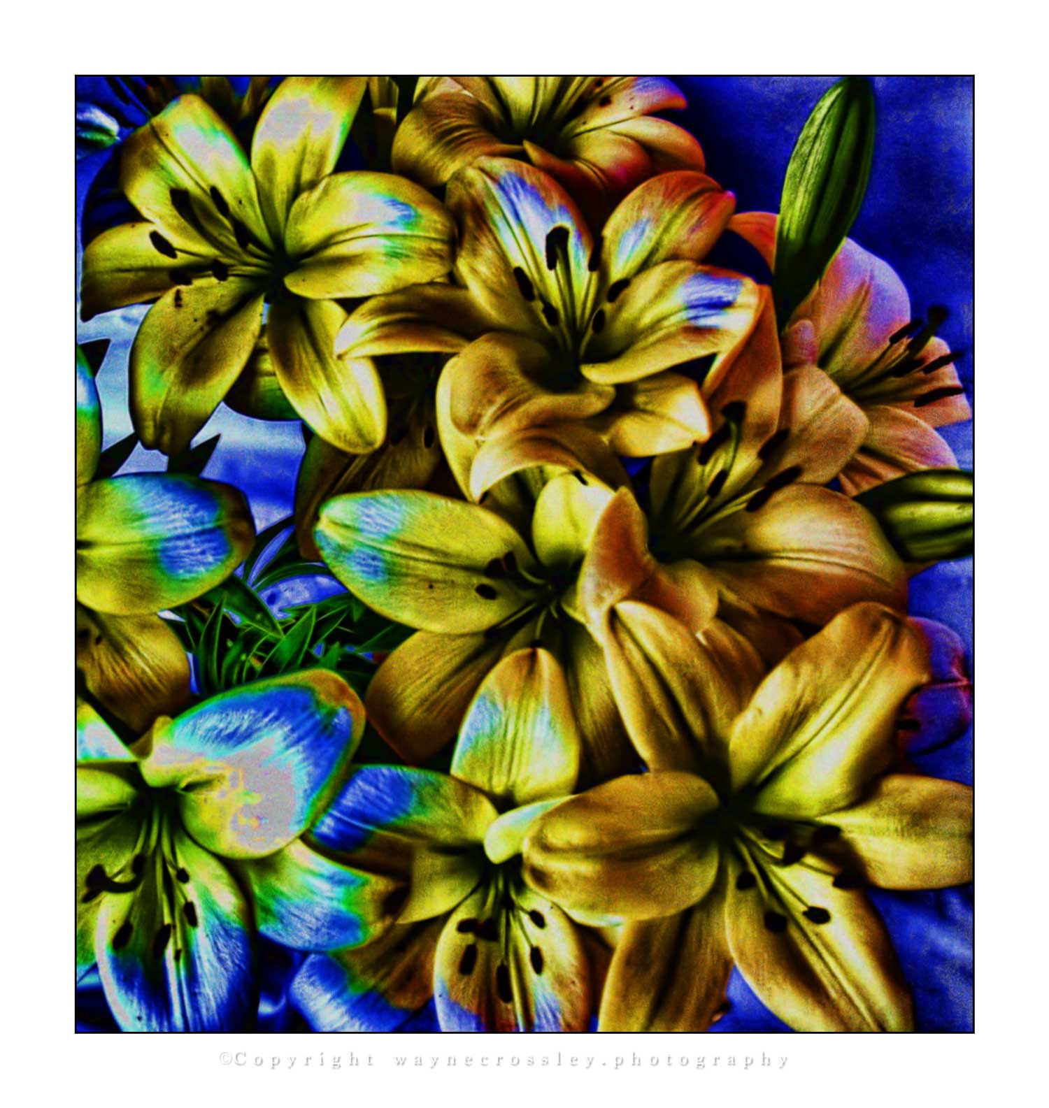 Flowers-32bit-hdr-imageWeb.jpg