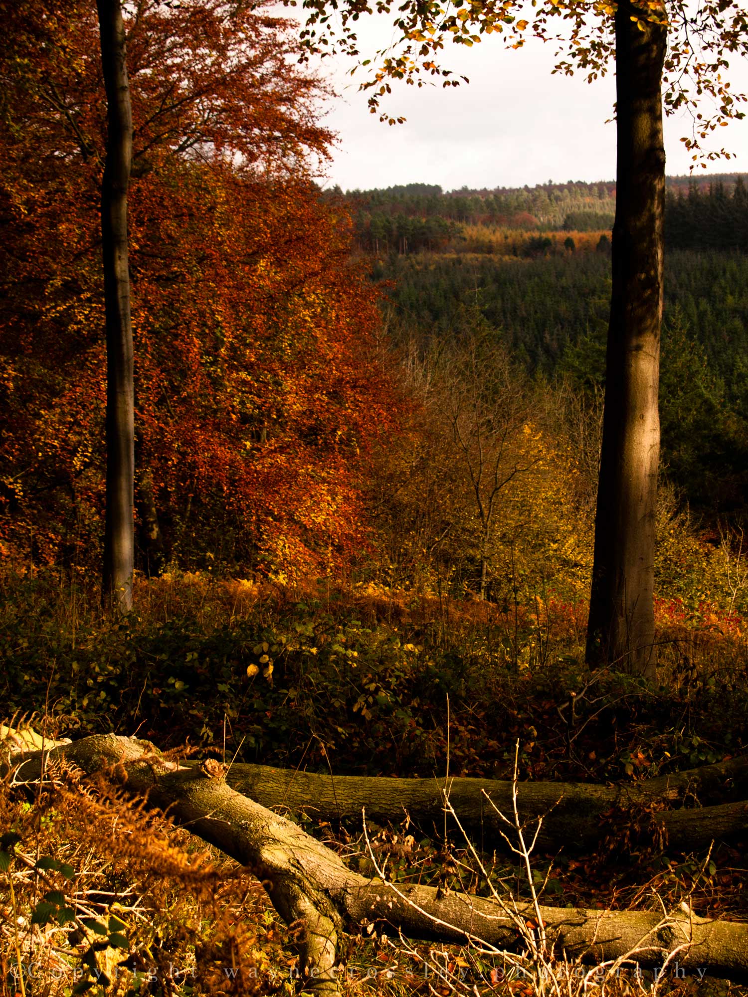 © Copyright Wayne Crossley - waynecrossley.photography All rights reserved