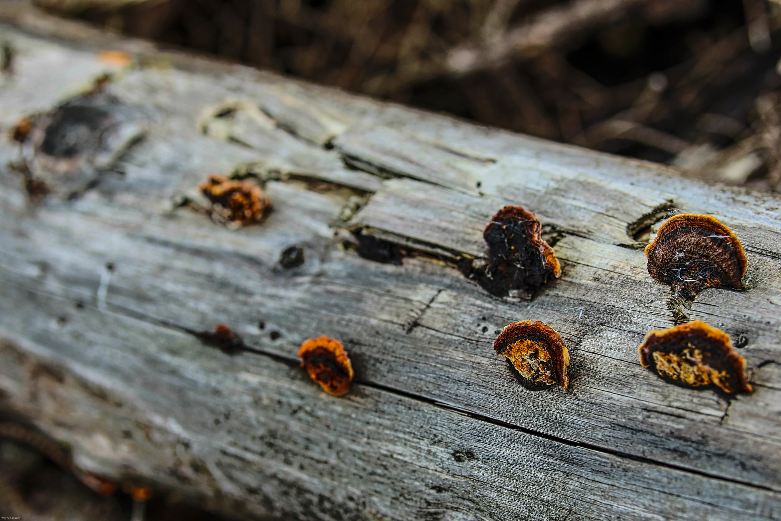 Bacup woodIMG_5670-Edit2016.jpg