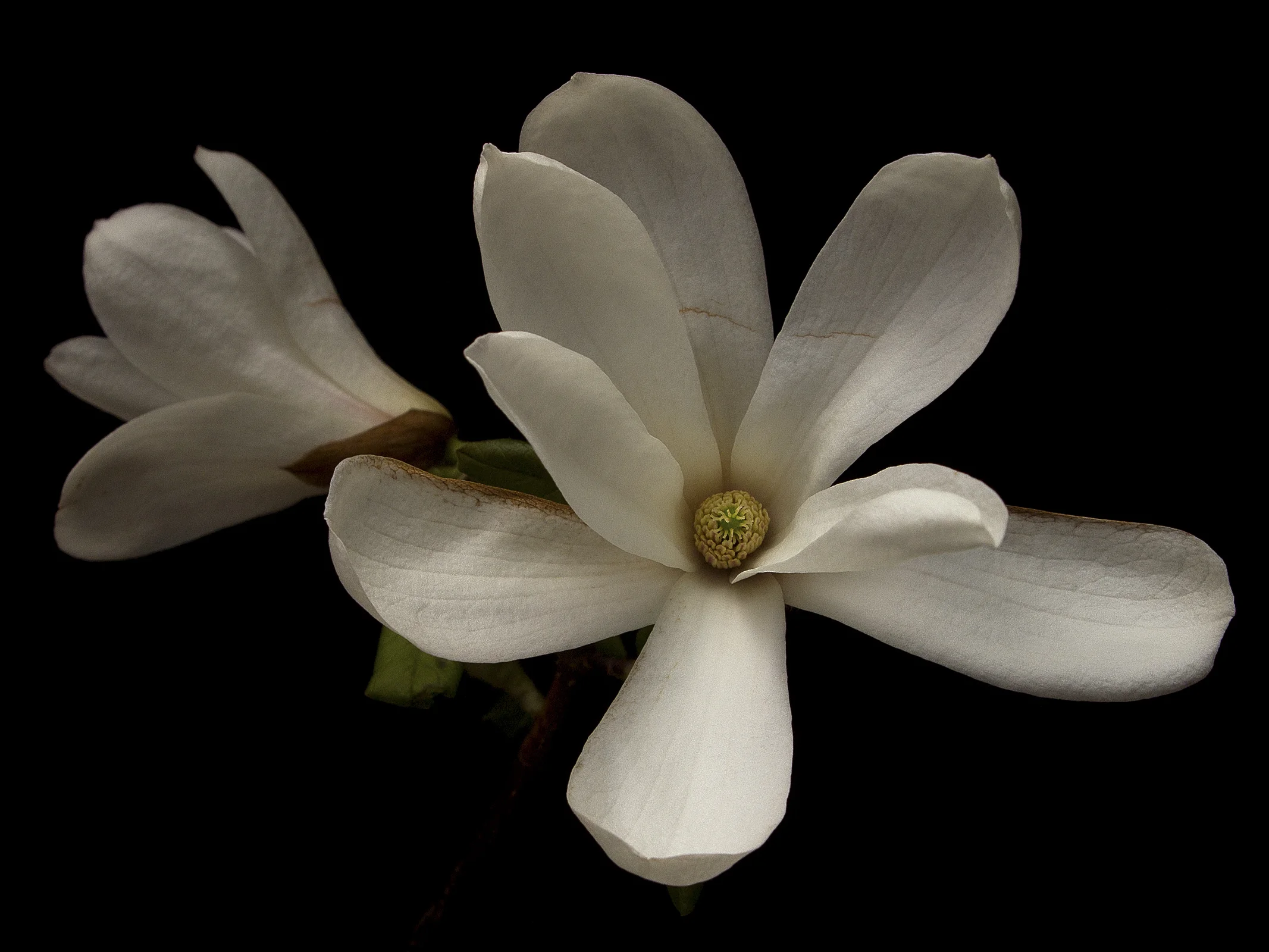 May022011_4428_Magnolia_18x24.jpg