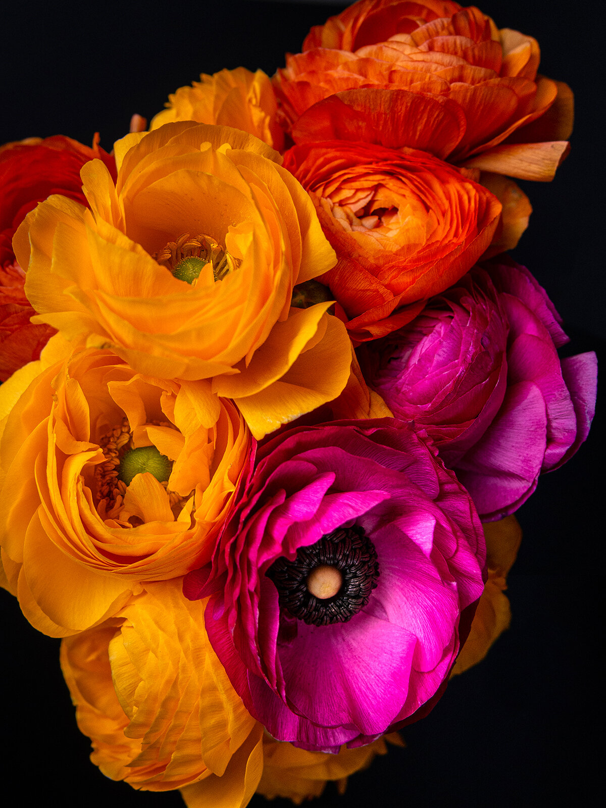 Ranunculus 20APR2021-1010022 web.jpg