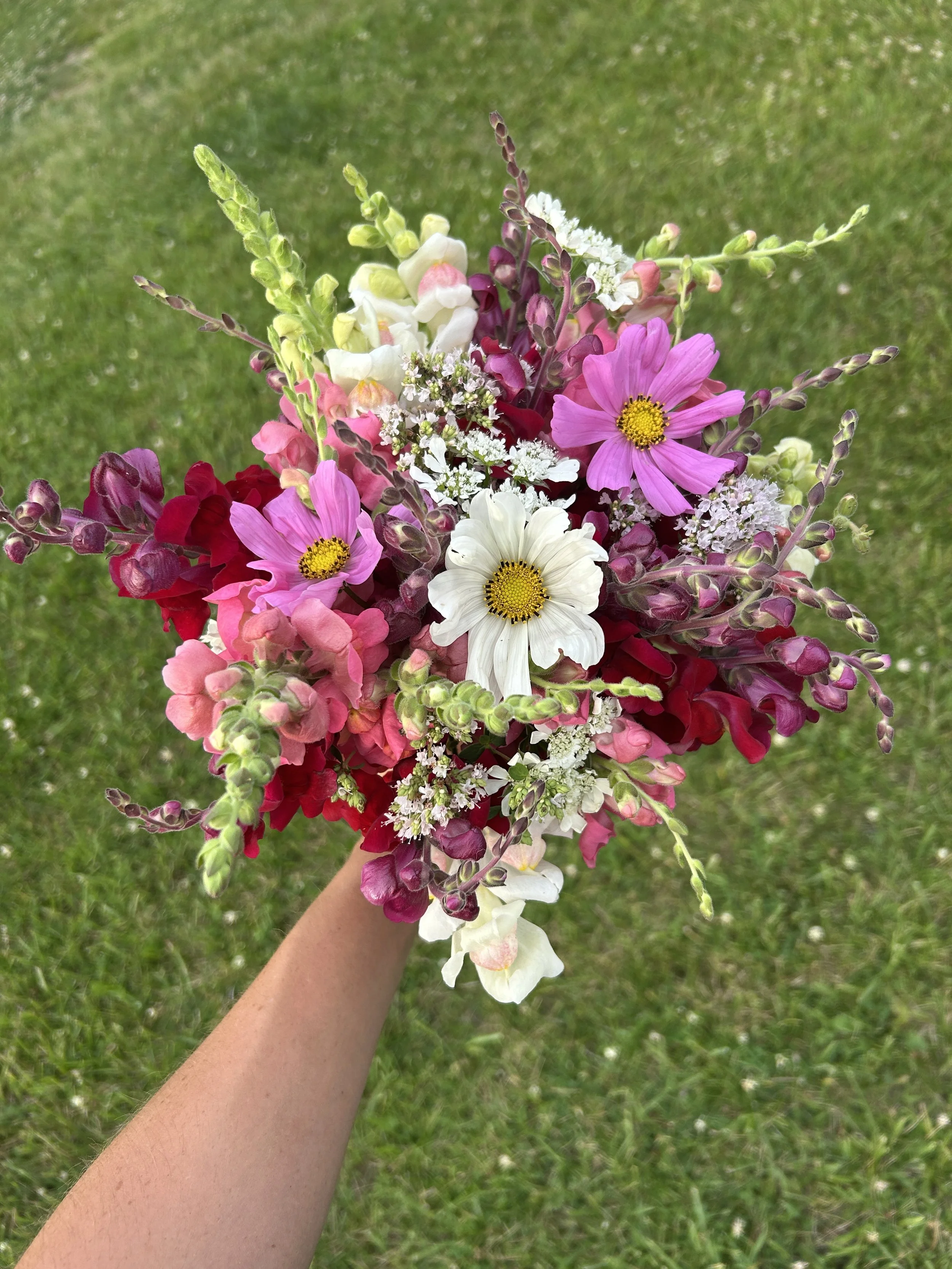 DFO flowers_6478.JPG