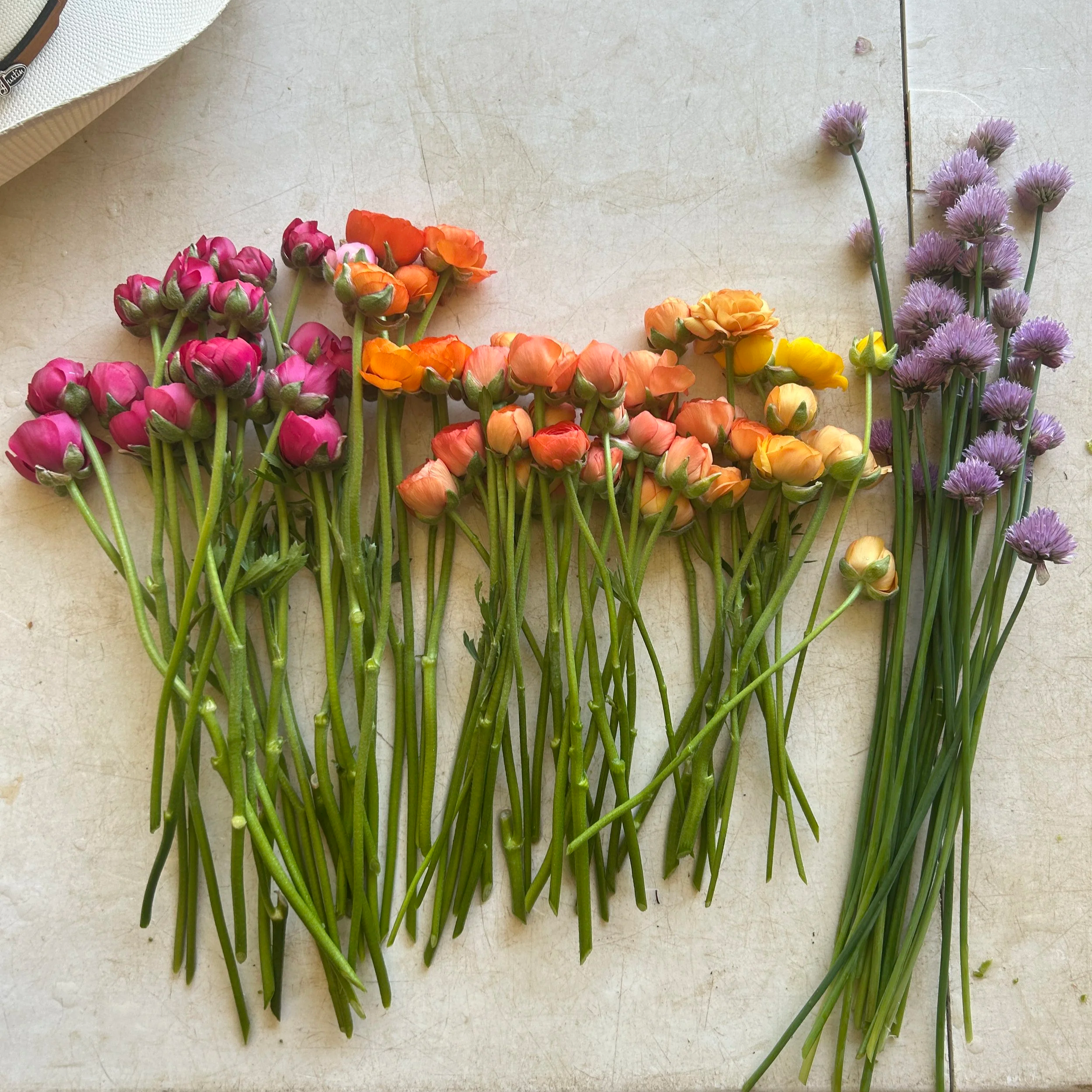 DFO+flowers_5955.png