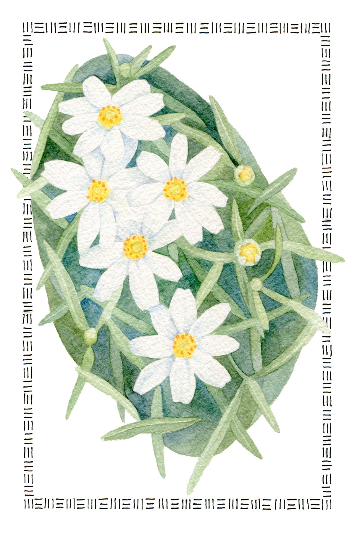 Blackfoot Daisy