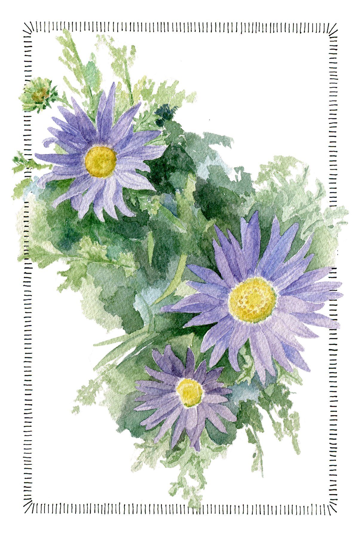 Tahoka Daisy