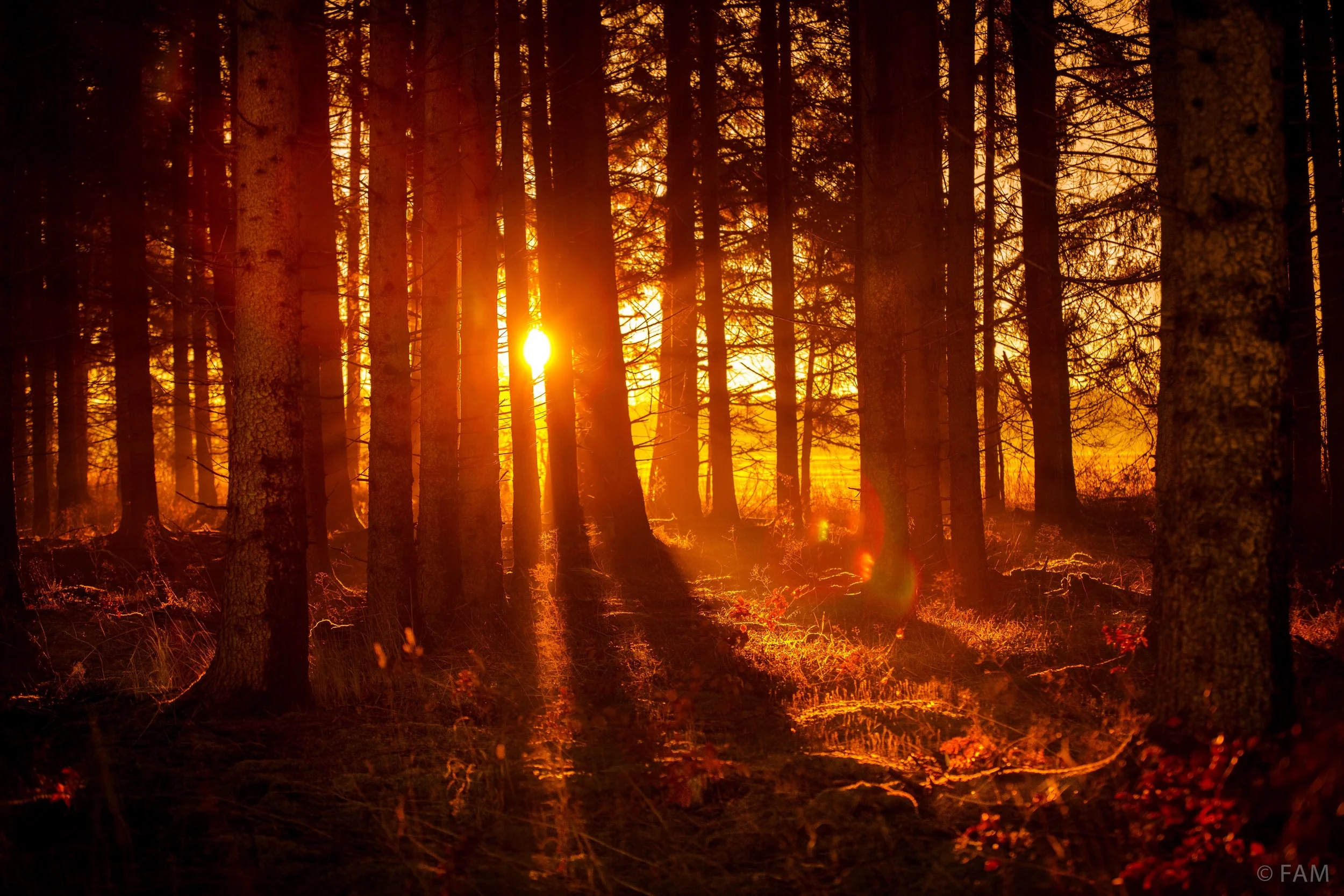 Sunrise in the forest, Allgäu, Germany