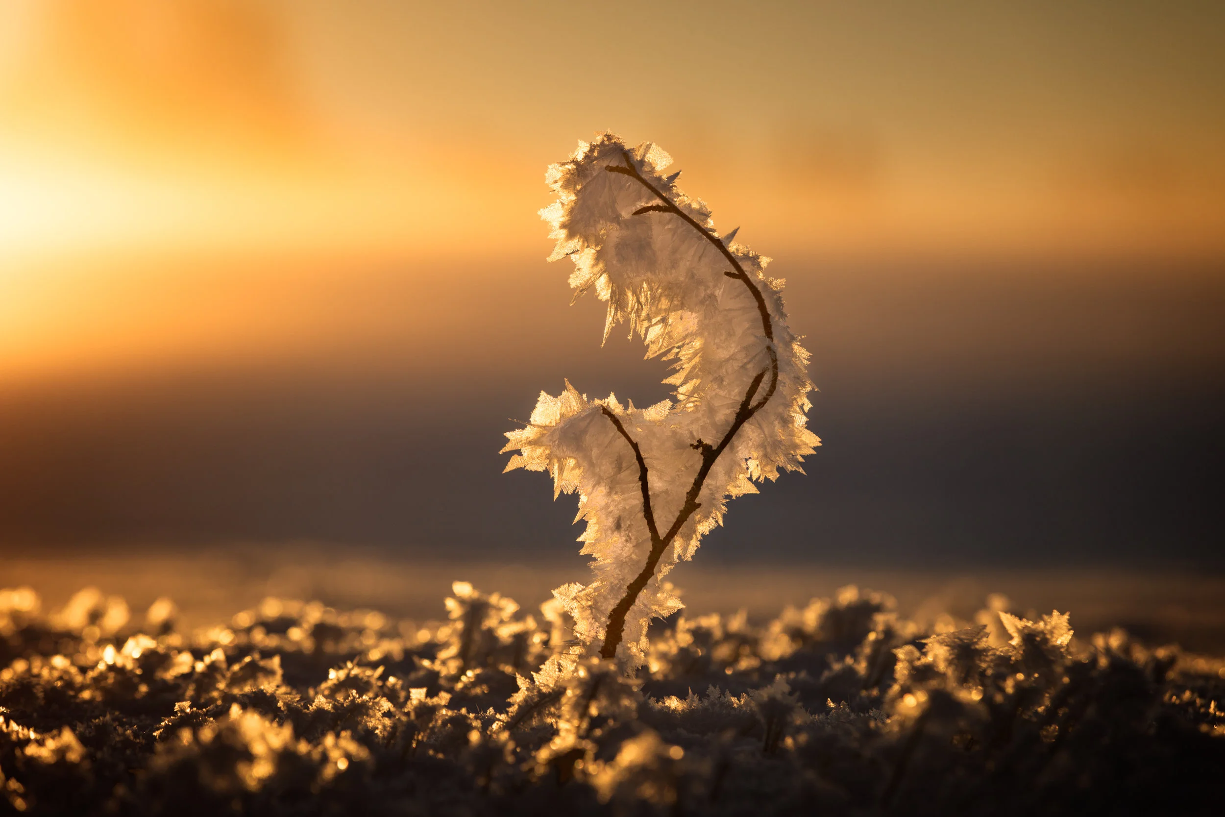 Frozen