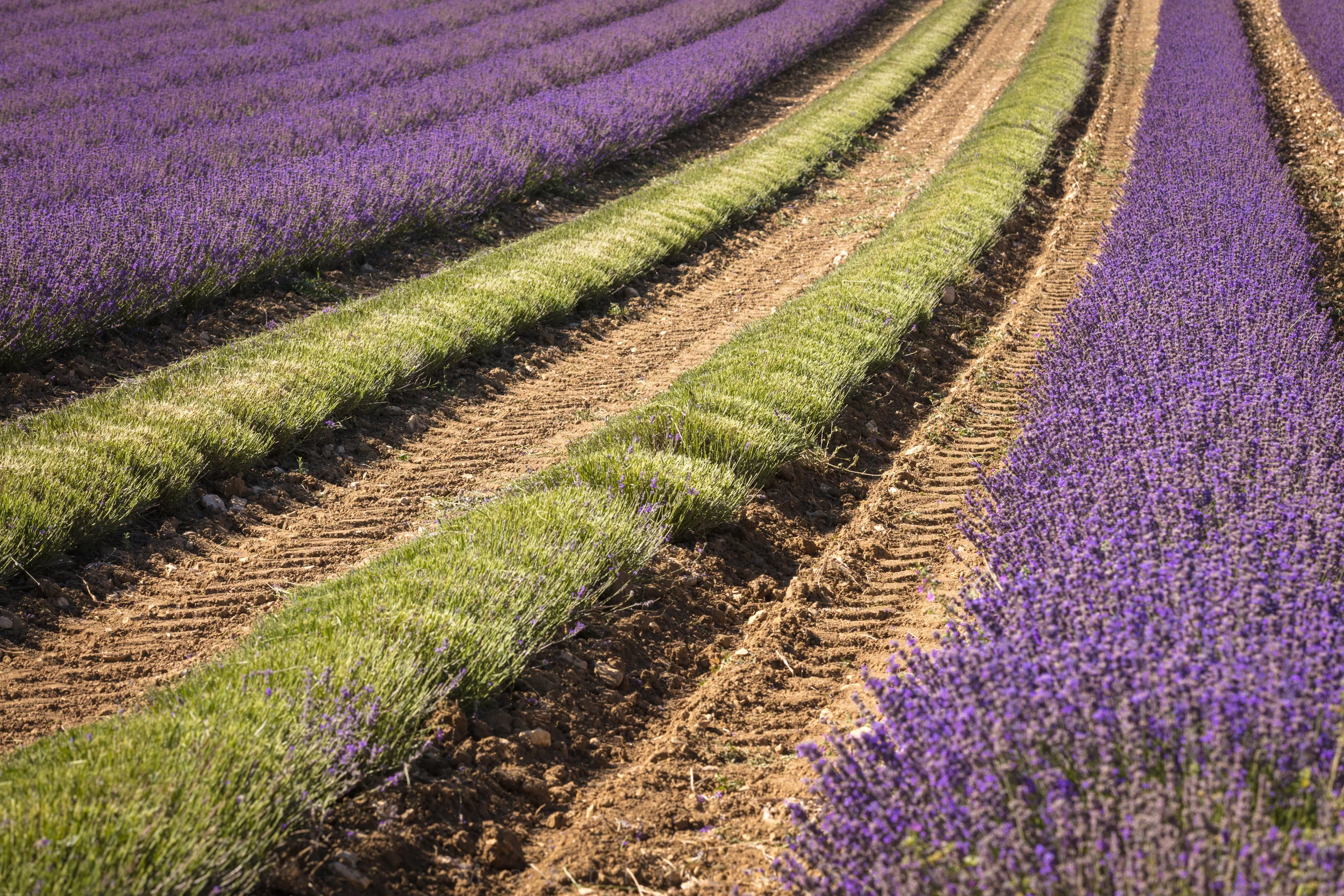 Lavender field in Aurel, Provence, France