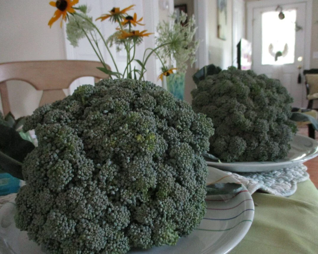 broccoli.jpg