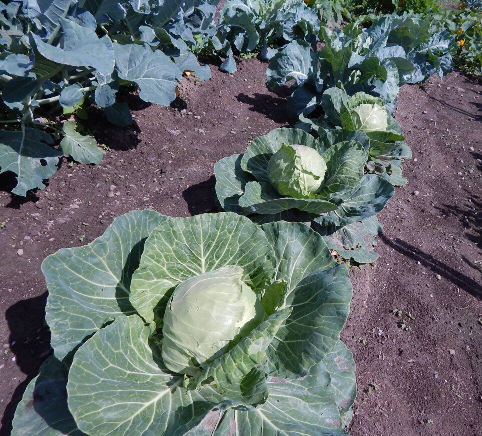 cabbage.jpg