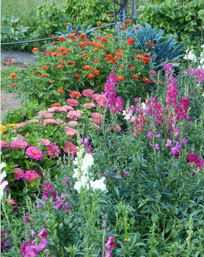flowers.jpg