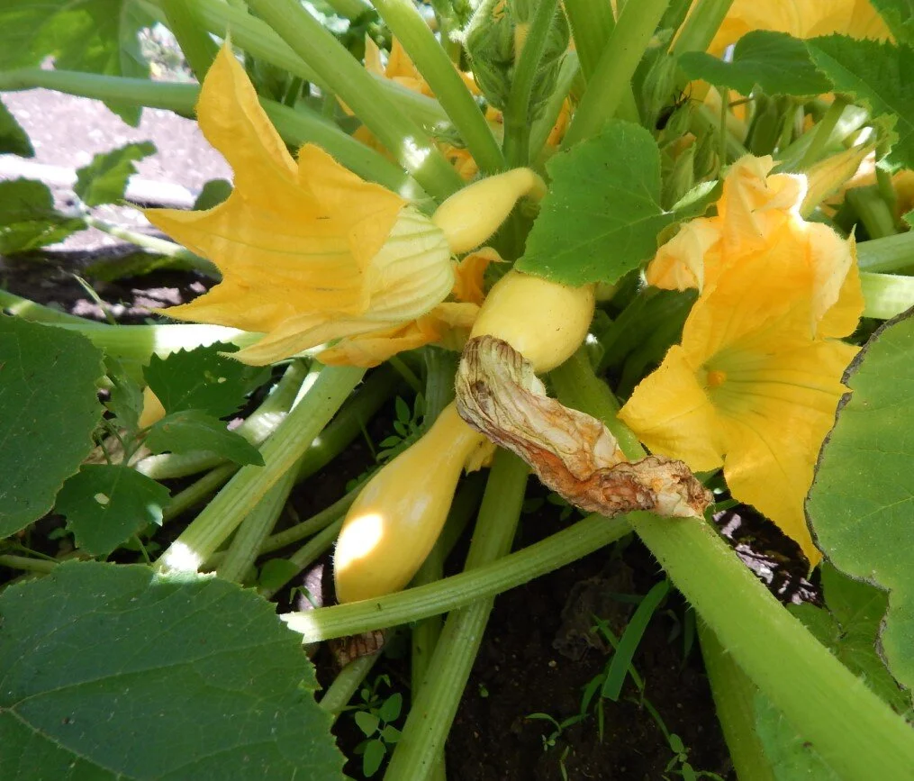 summer squash.jpg