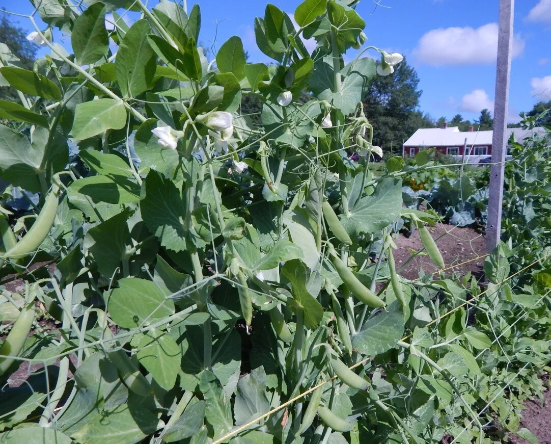 peas.jpg