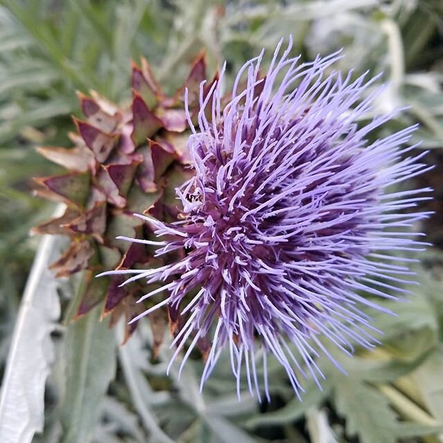 #Flowers at @descansogardens ! Swipe to see more pretty blooms. It felt quite safe there... not too crowded, easy to avoid clumps of people,  and almost everyone in a mask.