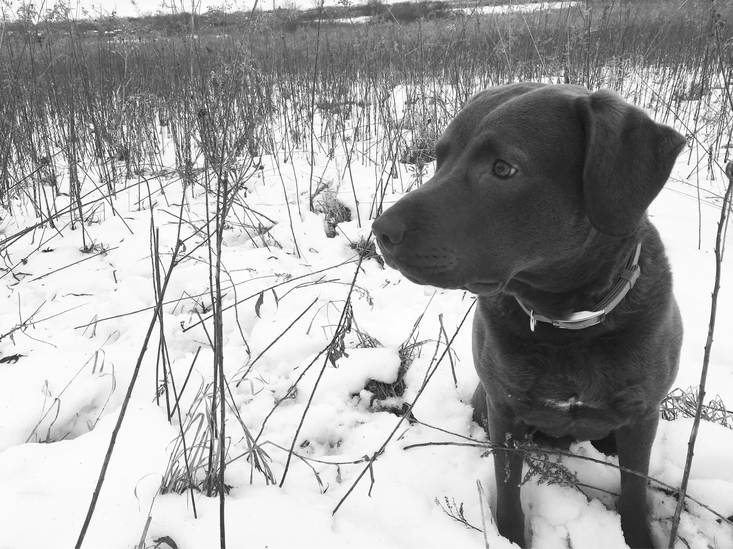 Moose. Always present. Always with Purpose.